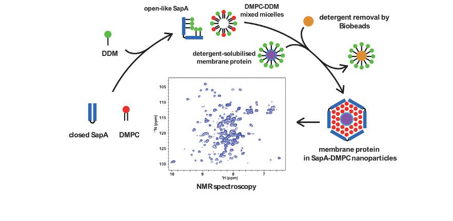 Preparation of saposin nanodiscs for NMR